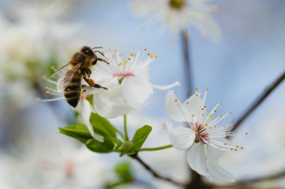 Do you want to help save the bees? Build a bee-friendly garden