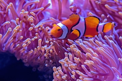 Clownfish disappearing, insects on the slide and other environmental news