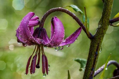 Are these plants on the brink of extinction? We take a look.