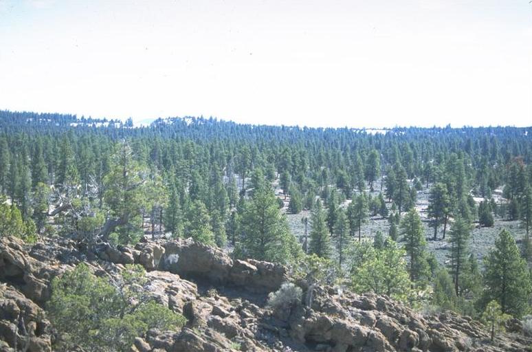 lost forest oregon