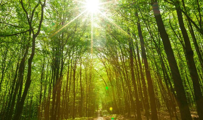 Meditation-in-the-Forest