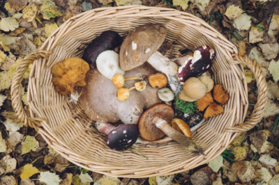 mushroom food forage find garden