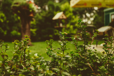 5 ways to feng shui your garden and why you should