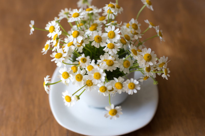 Growing And Using Camomile