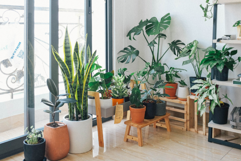 House Plants